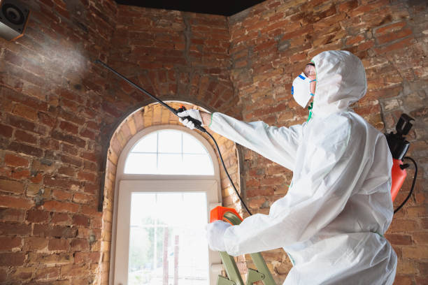 Best Mold removal after water damage  in Ocean View, DE